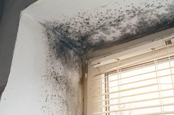 Trusted Crawl Space Mold Removal service in Zebulon, NC - Cheap Mold Removal
